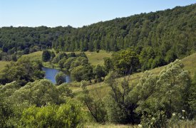 Тулякам расскажут, что такое лес