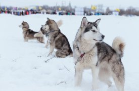 «Куликово поле» приглашает на Большой тур: гонки на собачьих упряжках и многое другое