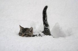 Погода в Туле 16 февраля: снежно и скользко