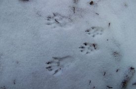 Трупы замерзших белок обнаружили туляки в Центральном парке
