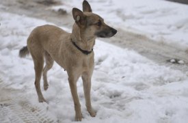 В Алексине собираются открыть приют для бездомных собак