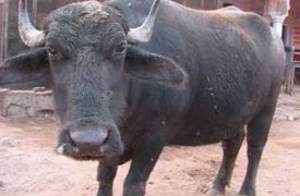 В Тульской области бык насмерть забодал хозяина