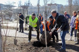В сквере памяти воинов-интернационалистов высадили клены и липы