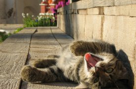В Туле в пятницу ожидается до +14°С