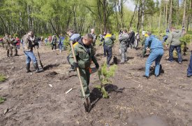 В Туле продолжаются работы по озеленению территорий