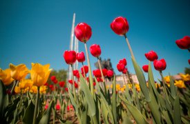 11 мая в Туле продолжается высадка цветов