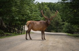 Ранним утром на тульской трассе фура сбила лося