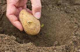 По новым правилам тульским дачникам запрещено сажать свою картошку