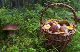 Какие леса Тульской области самые опасные и что делать, если вы заблудились