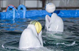 В Тулу приехал дельфинарий с программой «Шоу белых китов»