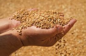 Тульские аграрии уже собрали 50 процентов зерновых