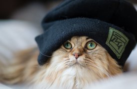 Погода в Туле 5 октября: время надевать шапку