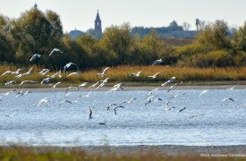 Орнитологическая экспедиция вернулась с Куликова поля