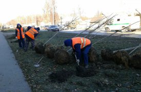 На улице Кутузова в Туле высадили 25 кленов