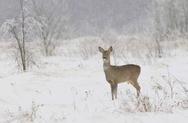 В Тульской области браконьер убил косулю