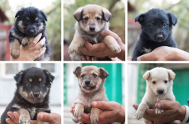 Возьми себе друга: благодаря сервису «Безнадзорные животные ищут хозяина» в Туле уже пристроено 43 собаки