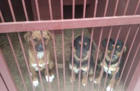 За неделю в Туле отловили и определили в приют 15 собак