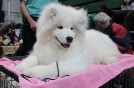 В Туле пройдёт Всероссийская и региональная выставка собак