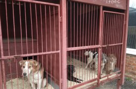 За неделю в Туле поймали 25 безнадзорных собак