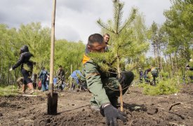 На предстоящем субботнике в Туле высадят около 300 деревьев