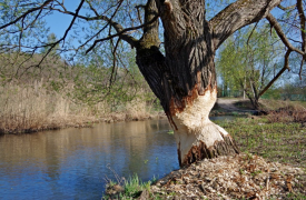 Веневские бобры сгрызли гигантское дерево