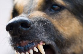 В Донском проводится доследственная проверка по факту нападения бродячих собак на ребёнка