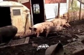 В Плавском районе местных жителей терроризируют свиньи
