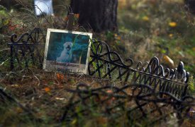 В парке Новомосковска обнаружили кладбище домашних животных