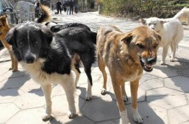 По факту нападения бродячих собак на ребёнка в г. Донском возбуждено уголовное дело