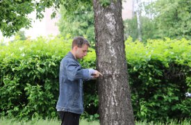 В Туле выявляют больные деревья