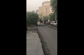 В Туле снова заметили лосей