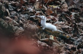 В Платоновском парке Тулы гуляет белоснежная ласка