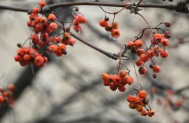 Раннее наступление весны в Тульской области: что происходит с природой?