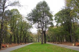 В Рогожинском парке Тулы остановили незаконную прокладку электрокабеля