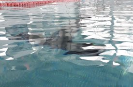 Как тулякам получить справку в бассейн об отсутствии коронавируса