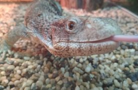 Тульский экзотариум пополнился новыми экзотическими животными