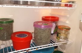 Жители Тульской области организовали плантацию по выращиванию наркосодержащих растений
