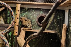 В день рождения Тульского экзотариума на свет появились два малыша карликовых игрунков
