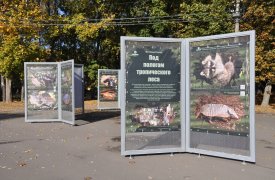 ЦПКиО и тульский Экзотариум приглашают на фотовыставку «Под пологом тропического леса»