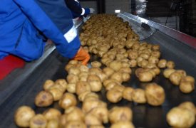 В одном из поселков Тульской области у местного жителя украли 200 килограммов картошки