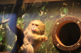 В тульском экзотариуме родился детеныш забавной обезьяны