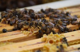 Тульскую пасечницу наказали за равнодушие к здоровью пчел