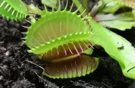 Хищные растения укоренились в тульском экзотариуме