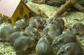 Хвостатая семейка: тульский экзотариум приглашает на тематическое мероприятие