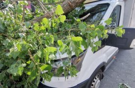 В Туле на улице Толстого на грузовик упал пятиметровый сук тополя