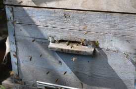 Щекинского пасечника оштрафовали за невнимание к здоровью пчел