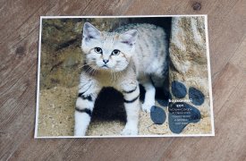 В Тульском экзотариуме отметят Международный день кошек