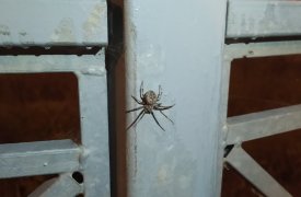 Туляки пожаловались на засилье пауков-крестовиков возле ТЦ «Макси»