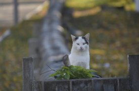 В Туле до +15 и дождь: тепло вернется только через две недели