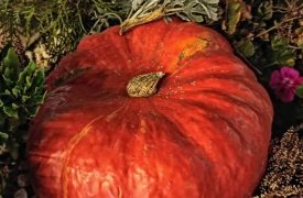 Туляки смогут открыть тайны тыквы на тематической выставке экзотариума